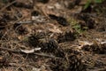 Textured background of the fall forest floor of pine dry needles