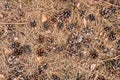 Textured background of the fall forest floor of pine needles, cones and dry barks of tree. Royalty Free Stock Photo