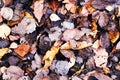 Textured background with fallen autumn leaves