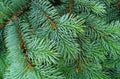 textured background of green branches with needles of a Christmas tree Royalty Free Stock Photo