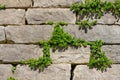 Textured background of green plants growing on limestone wall Royalty Free Stock Photo