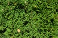 Background of a green juniper in the garden Royalty Free Stock Photo