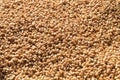Textured background of many Wheat grains. Golden food crop harvest Royalty Free Stock Photo