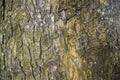 The textured background of old Big tree bark Covered small green Moss Royalty Free Stock Photo