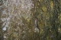 The textured background of old Big tree bark Covered small green Moss Royalty Free Stock Photo