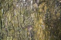 The textured background of old Big tree bark Covered small green Moss Royalty Free Stock Photo