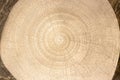 Simulared organic wood tree trunk grain circles