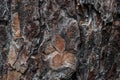 Textured background of pine tree bark.