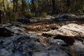 Textured background of rock and pine leaves on a forest path Royalty Free Stock Photo