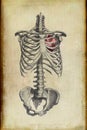 Ribcage Illustration with Real Style Heart Royalty Free Stock Photo