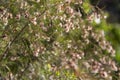 Textured background of unfocused brown and green autumn herbs