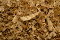 Textured background of wood shavings and sawdusts