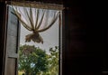 Textured background: Wooden pattern of Window and White lace curtains in traditional thai house Royalty Free Stock Photo