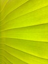 Textured banana green leaf background. guiding lines of a leaf