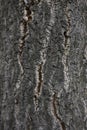 Close up bark of Ailanthus altissima