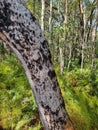 Textured bark on a gum tree at Tanilba Bay New South Wales Australia Royalty Free Stock Photo