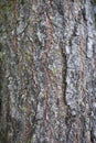 Bark close up of Koelreuteria paniculata tree