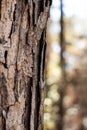 Textured Bark of a Tree with Sunlit Background Royalty Free Stock Photo