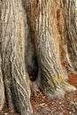 Textured bark on tree trunk