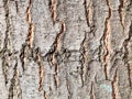 Textured bark on trunk of red oak tree close up Royalty Free Stock Photo