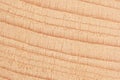 Textured Beech Wood Grain Background. Detailed grain patterns add organic authenticity to designs. Royalty Free Stock Photo