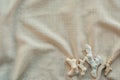 textured beige background with seashells and coral frags, blank space for copy text Royalty Free Stock Photo