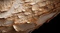 Textured birch tree bark, birch trunk close-up, detailing.