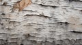 Textured birch tree bark, birch trunk close-up, detailing. Royalty Free Stock Photo