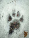 Textured black pawprint with visible traces of claws of a big dog in white snow with visible green grass under ice