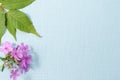 On a textured blue background, green sumac leaves and pink Phlox flowers.