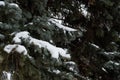 Textured branches of spruce trees, with the texture of pine needles and white snow. Royalty Free Stock Photo