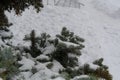 Textured branches of spruce trees, with the texture of pine needles and white snow. Royalty Free Stock Photo