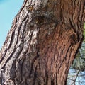 Textured brown bark of an old pine Stankevich Pinus brutia stankewiczii.Pinus brutia var. stankewiczii is endemic of the Crimea. Royalty Free Stock Photo