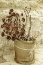 Textured brown cardoons in a vase in Sicily close up Royalty Free Stock Photo