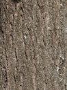 Detailed Close-up of Natural Tree Bark Royalty Free Stock Photo