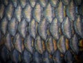 Textured catla fish scales background Royalty Free Stock Photo