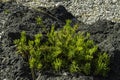 Textured colorful green cactus plant on a black lava rock in Sicily close up Royalty Free Stock Photo