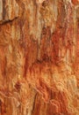 Textured colorful petrified tree as a background