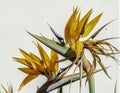 Textured colorful rare Bird of Paradise flower in Sicily close up