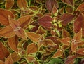 Textured colorful red and yellow Bougainvillea leaves close up