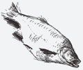 Textured contour drawing of a caught predatory river fish asp Royalty Free Stock Photo