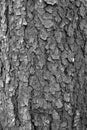 Textured deciduous bark in black and white Royalty Free Stock Photo