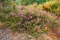 Textured detail of calluna vulgaris blossoming and blooming in wild nature. Scenic view of heather plant flowers growing Royalty Free Stock Photo