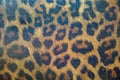 Textured detail of leopard fur background Royalty Free Stock Photo