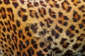 Detail of leopard fur Royalty Free Stock Photo