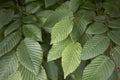 Textured foliage of Carpinus betulus tree Royalty Free Stock Photo