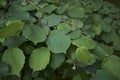 Textured foliage of Corylus avellana Royalty Free Stock Photo