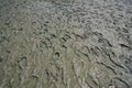 Textured of footprints on the mud after low tide