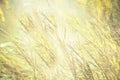 Textured Grass Background. Antique, Natural, & Soft Feel