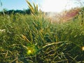 Stems of grass against the background of the sun Royalty Free Stock Photo